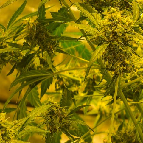 Tangie #5 growlog timeline photo