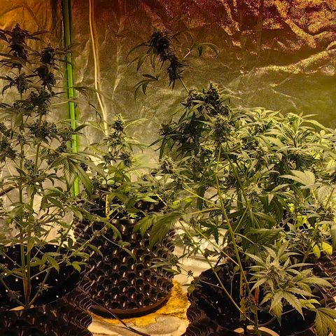 Tangie #5 growlog timeline photo