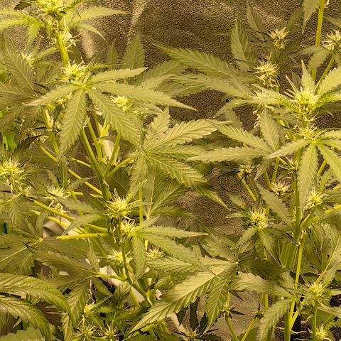 Tangie #5 growlog timeline photo