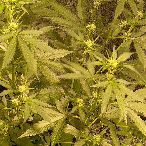 Tangie #5 growlog timeline photo