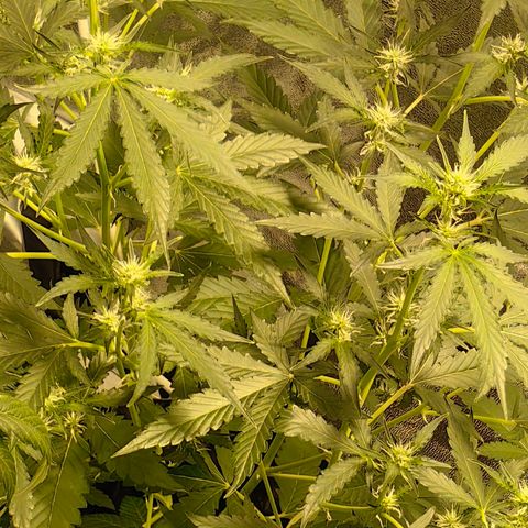 Tangie #5 growlog timeline photo