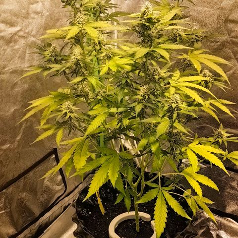 Tangie #5 growlog timeline photo