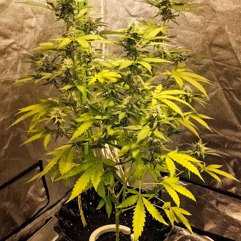 Tangie #5 growlog timeline photo