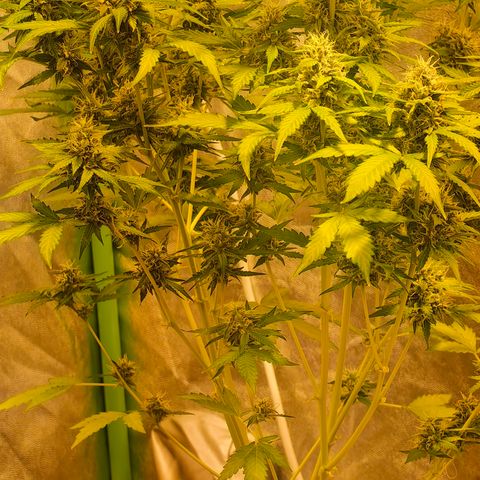 Tangie #5 growlog timeline photo