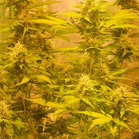 Tangie #5 growlog timeline photo