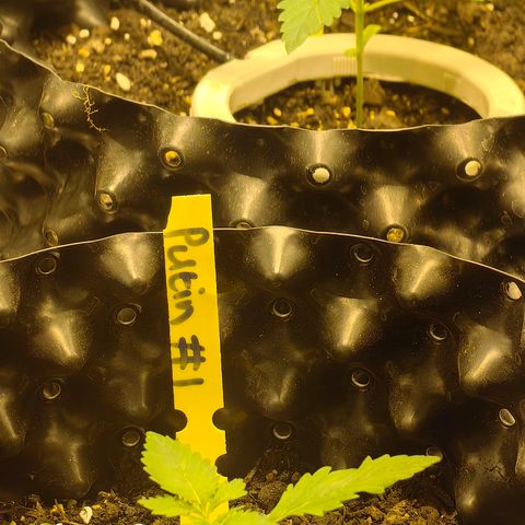Tangie #5 growlog timeline photo