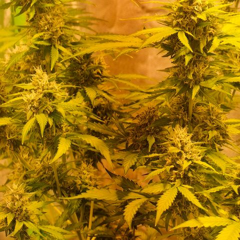 Tangie #5 growlog timeline photo