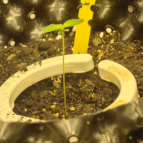 Tangie #5 growlog timeline photo