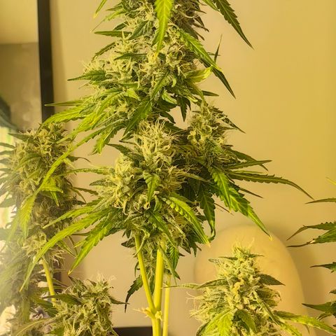 Tangie #5 growlog timeline photo