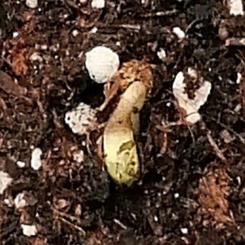 Walburga #1 growlog timeline photo