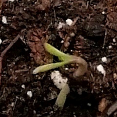 Walburga #2 growlog timeline photo
