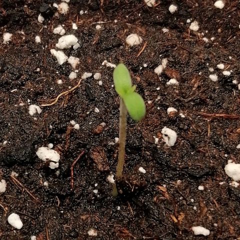 Walburga #1 growlog timeline photo