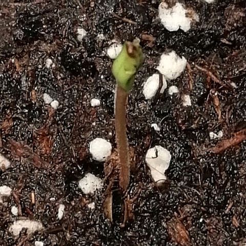 Walburga #2 growlog timeline photo