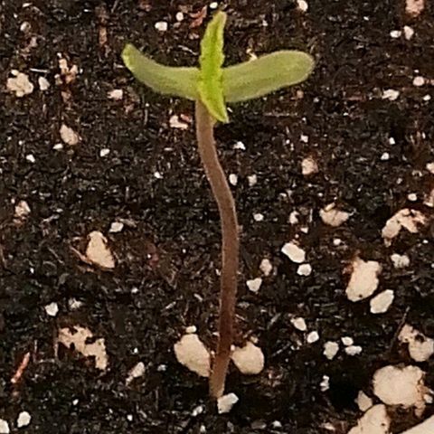 Walburga #2 growlog timeline photo