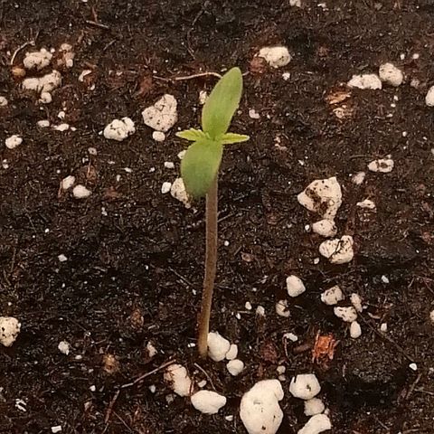Walburga #1 growlog timeline photo