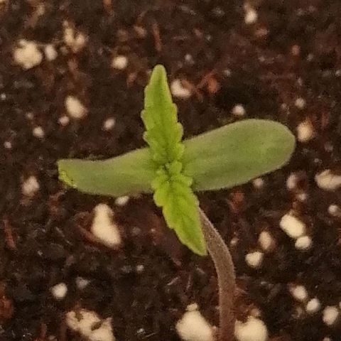 Walburga #2 growlog timeline photo