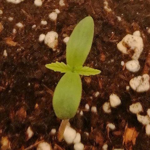Walburga #1 growlog timeline photo