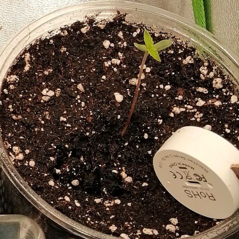 Walburga #2 growlog timeline photo