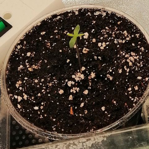 Walburga #1 growlog timeline photo