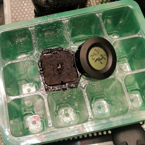 Walburga #3 growlog timeline photo