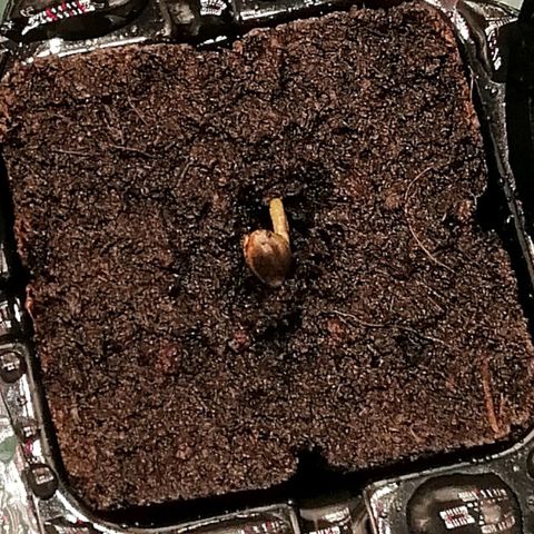 Walburga #3 growlog timeline photo