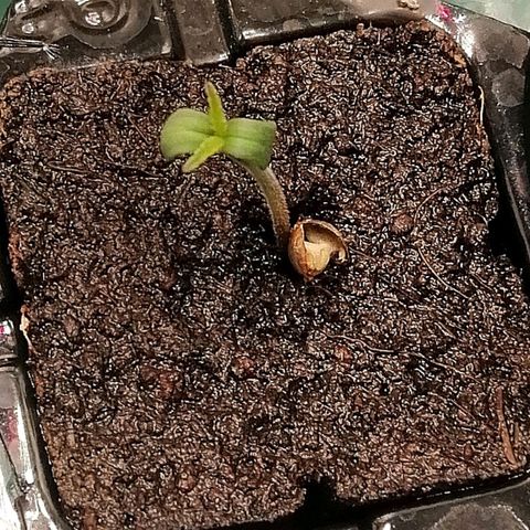Walburga #3 growlog timeline photo