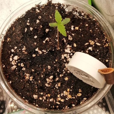 Walburga #2 growlog timeline photo