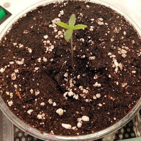 Walburga #1 growlog timeline photo
