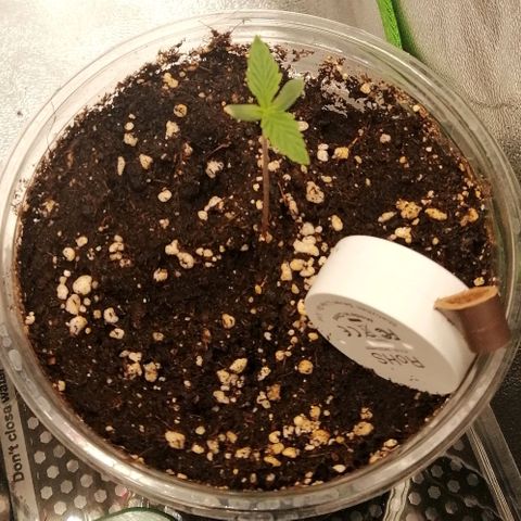 Walburga #2 growlog timeline photo