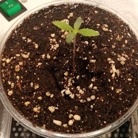 Walburga #1 growlog timeline photo