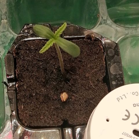 Walburga #3 growlog timeline photo