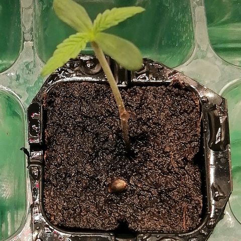 Walburga #3 growlog timeline photo