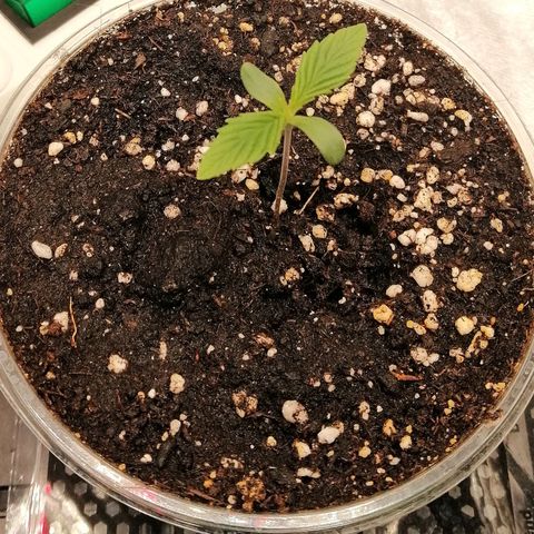Walburga #1 growlog timeline photo