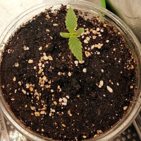 Walburga #2 growlog timeline photo