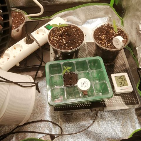 Walburga #3 growlog timeline photo