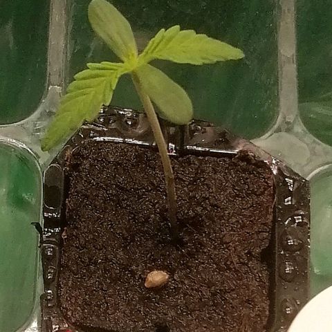 Walburga #3 growlog timeline photo