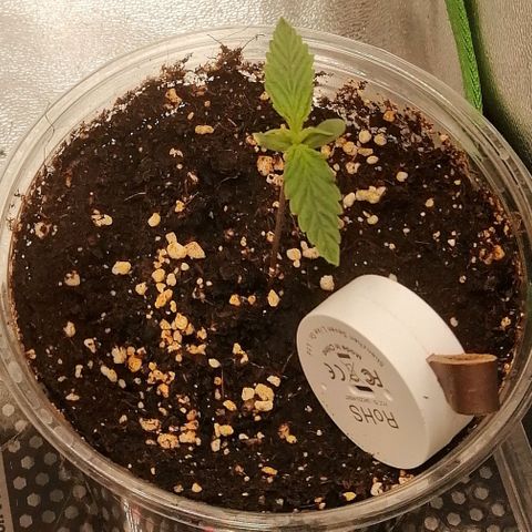 Walburga #2 growlog timeline photo