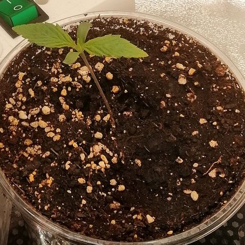 Walburga #1 growlog timeline photo