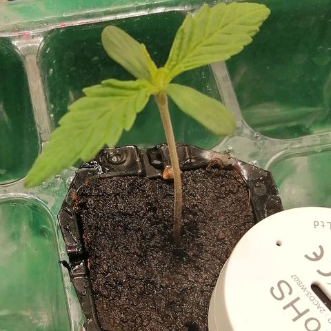 Walburga #3 growlog timeline photo