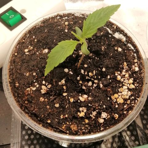 Walburga #1 growlog timeline photo