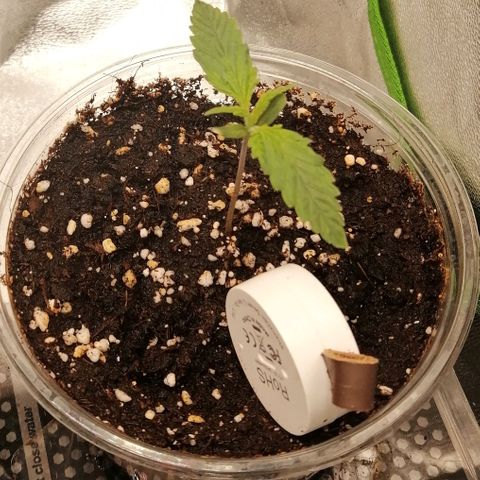 Walburga #2 growlog timeline photo