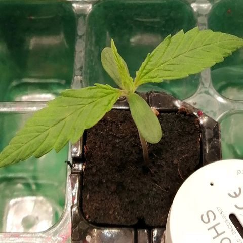 Walburga #3 growlog timeline photo