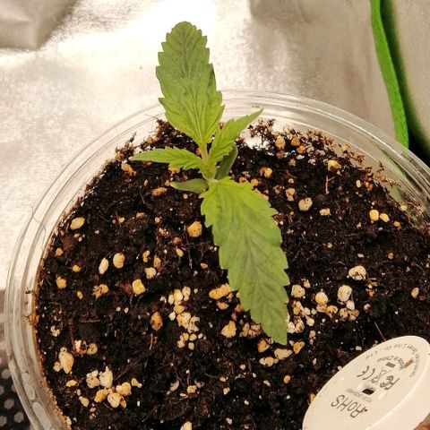 Walburga #2 growlog timeline photo