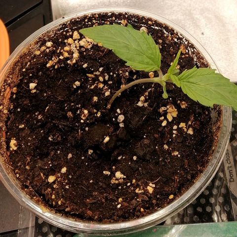 Walburga #1 growlog timeline photo
