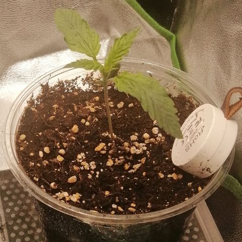 Walburga #2 growlog timeline photo