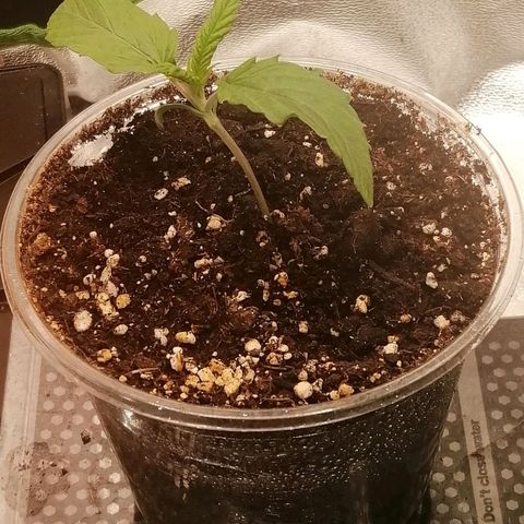 Walburga #1 growlog timeline photo