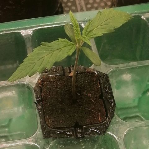 Walburga #3 growlog timeline photo