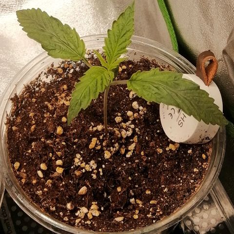 Walburga #2 growlog timeline photo