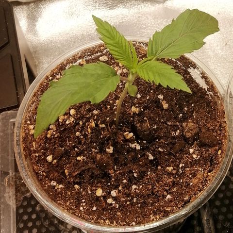 Walburga #1 growlog timeline photo