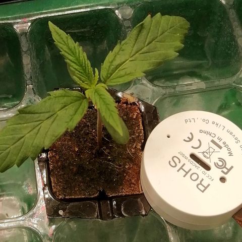 Walburga #3 growlog timeline photo